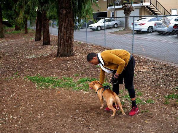 Comment prévenir les problèmes de santé courants chez les chiens âgés ?