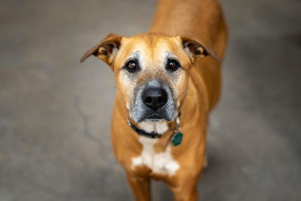 Faire face à une portée inattendue de chatons