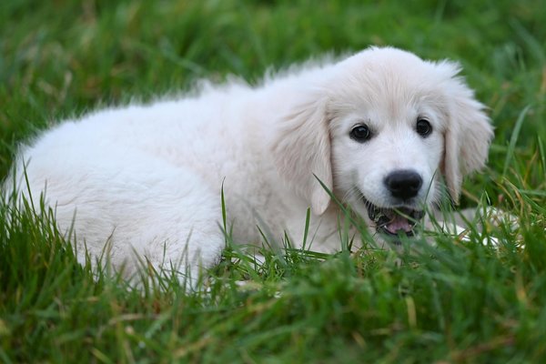 Alimentation du chiot: Que doit-il manger?