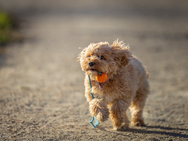 Les secrets du Basset fauve de Bretagne, un compagnon idéal